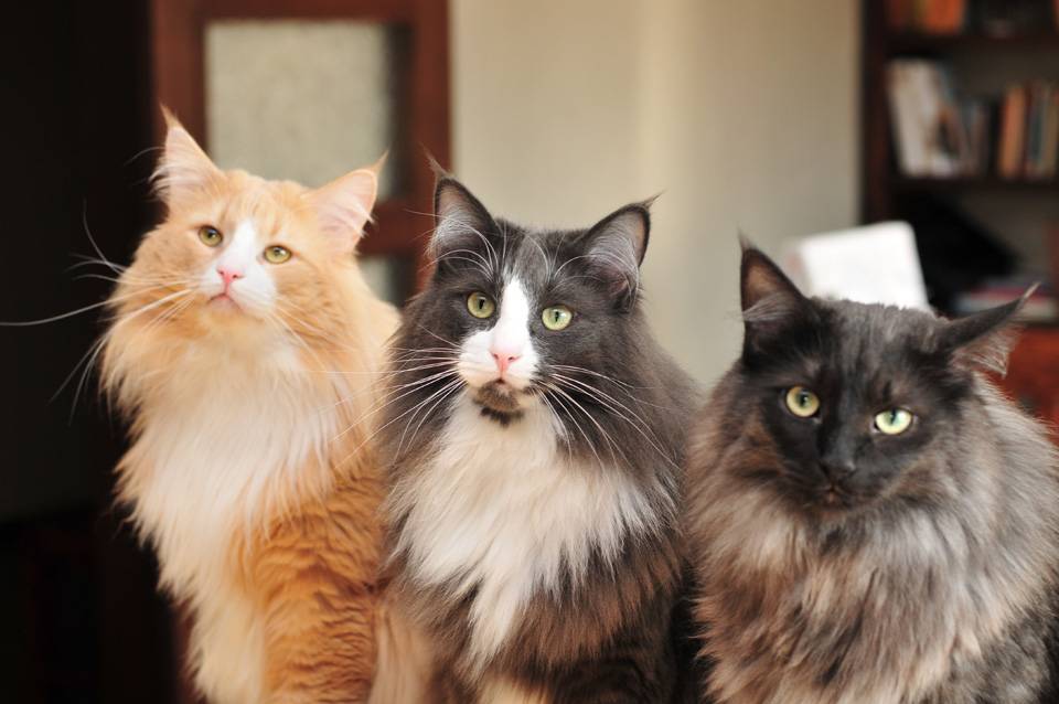 Самые умные породы кошек: топ 10 сообразительных видов