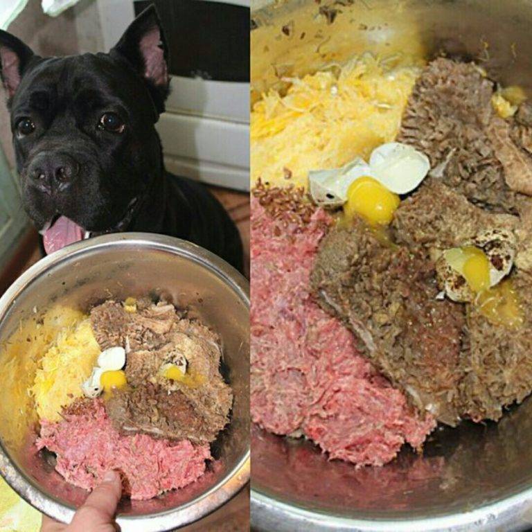 Давать ли щенку собаки сырое мясо