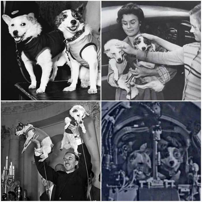 Первые собаки, полетевшие в космос