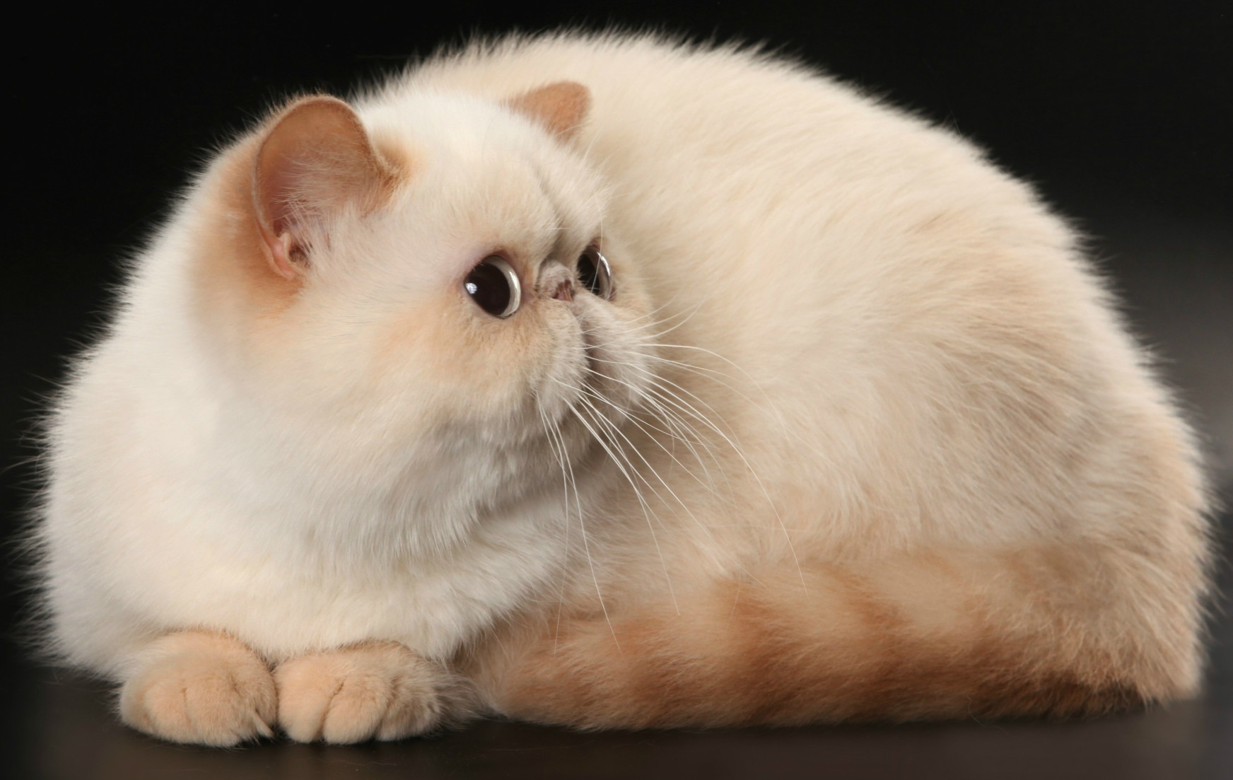 Как называется порода кошек с приплюснутым носом, коты с плоским лицом