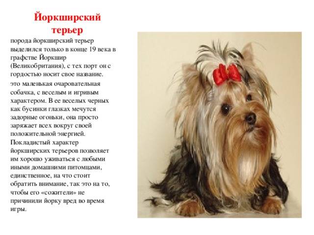 Описание породы и разновидности йоркширского терьера