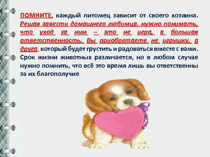 7 ошибок хозяина, которые сокращают жизнь питомцу