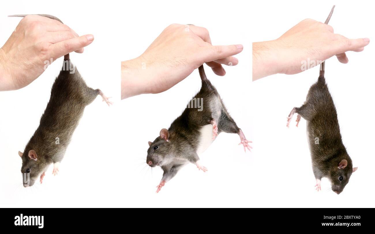 Как приручить домашнюю крысу (с иллюстрациями)