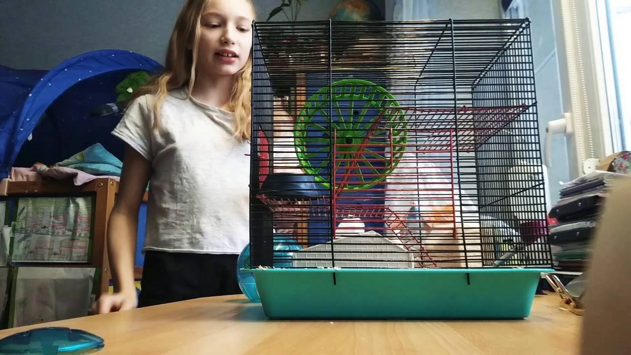 Как чистить клетку хомяка?