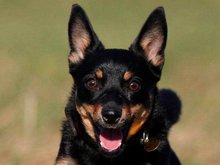 Описание породы собак ланкаширский хилер: характер, уход, предназначение