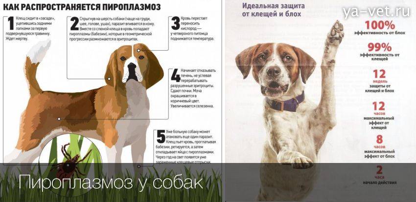 Пироплазмоз у собак: симптомы, лечение в домашних условиях, инкубационный период и анализы