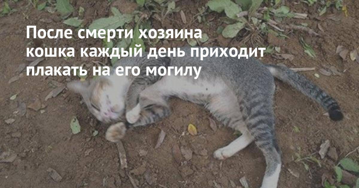 Куда уходит душа кошки после смерти – как понять что кот скоро умрет?