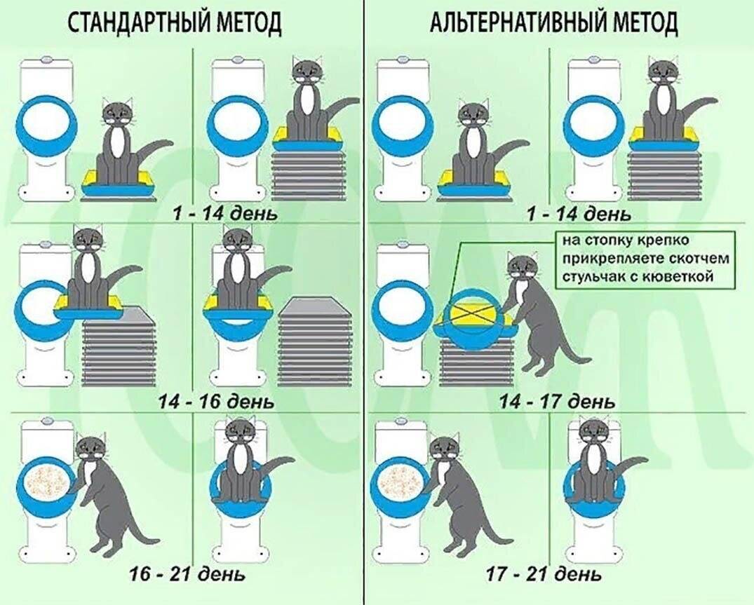 Как часто котёнок ходит в туалет. норма и отклонения