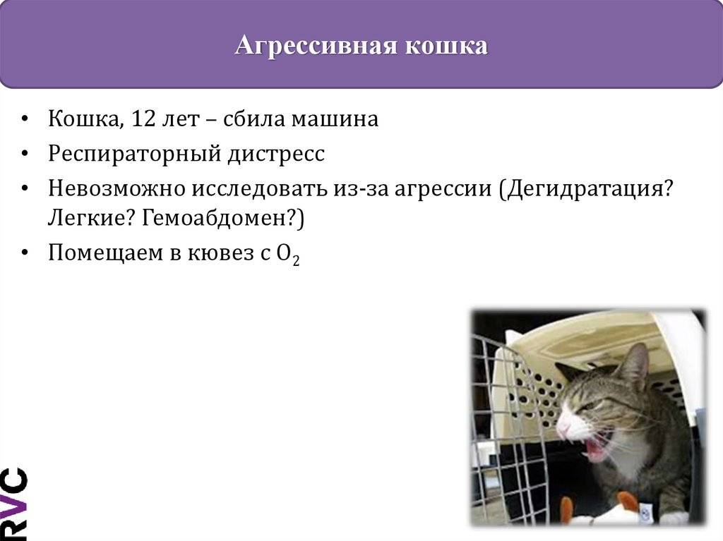 Причины агрессии кошек направленной на хозяина