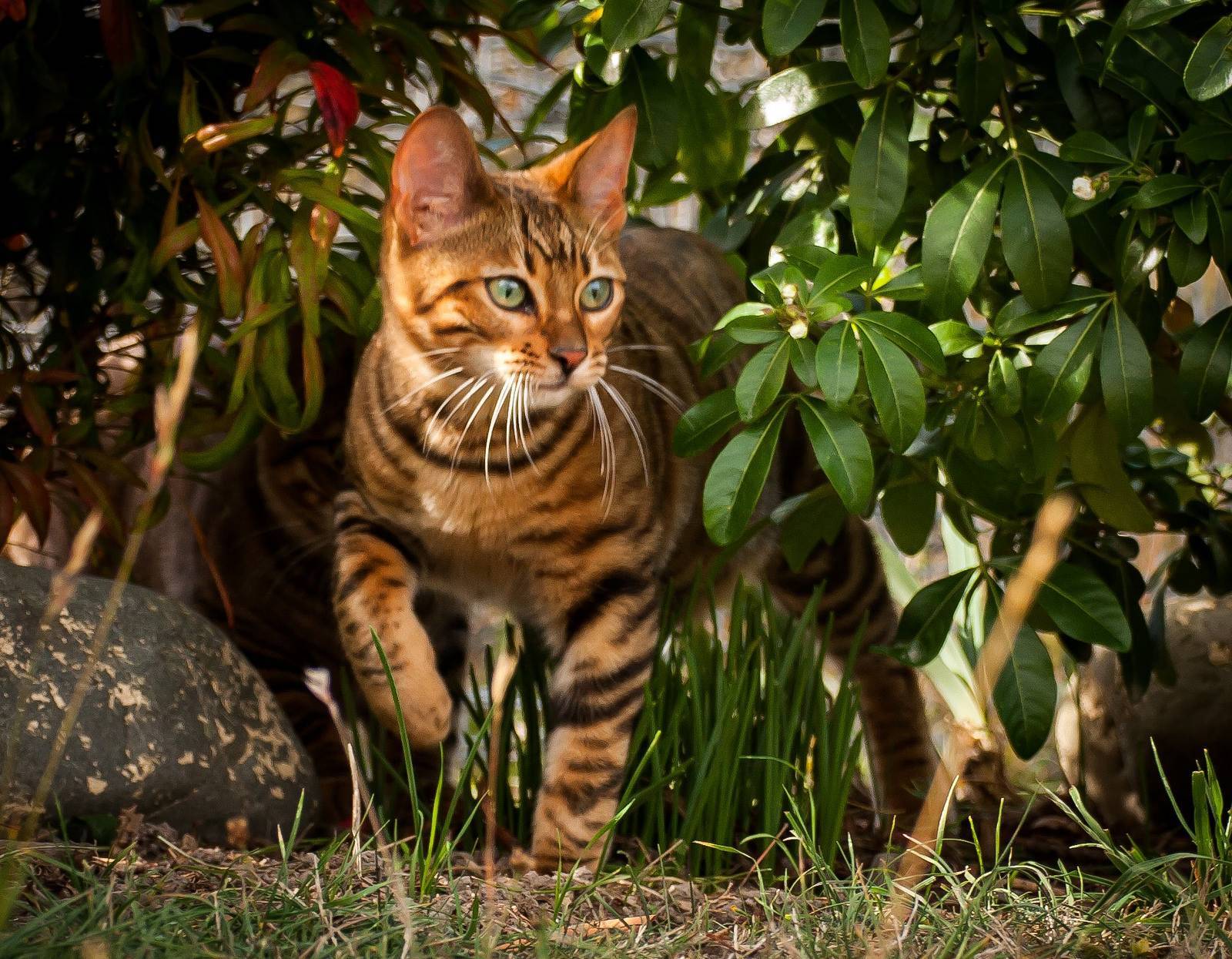 Кошки, похожие на тигров и других диких кошек - wlcat.ru