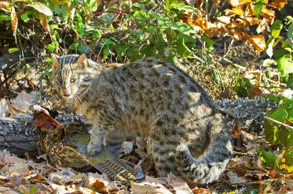 Уникальность и значимость амурского лесного кота