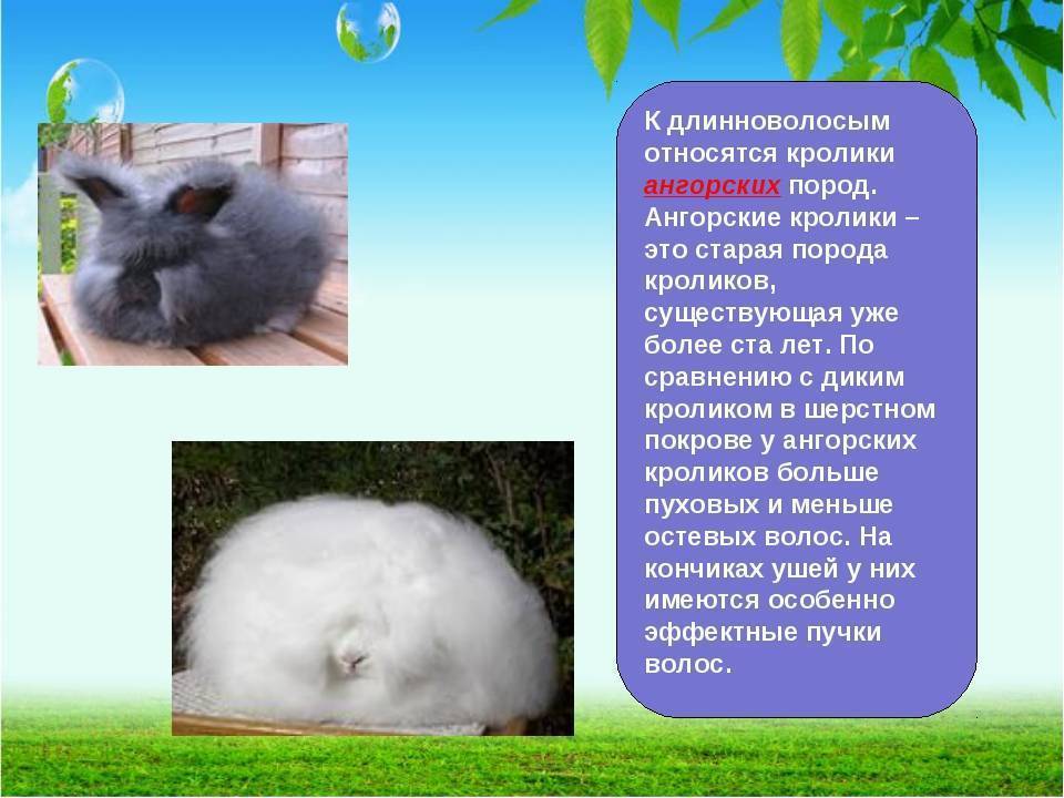 Ангорский пушистый кролик: обзор и описание пород, уход и содержание