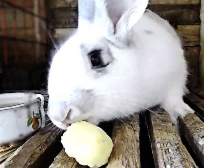 Можно ли кроликам давать сырой картофель, очистки и ботву