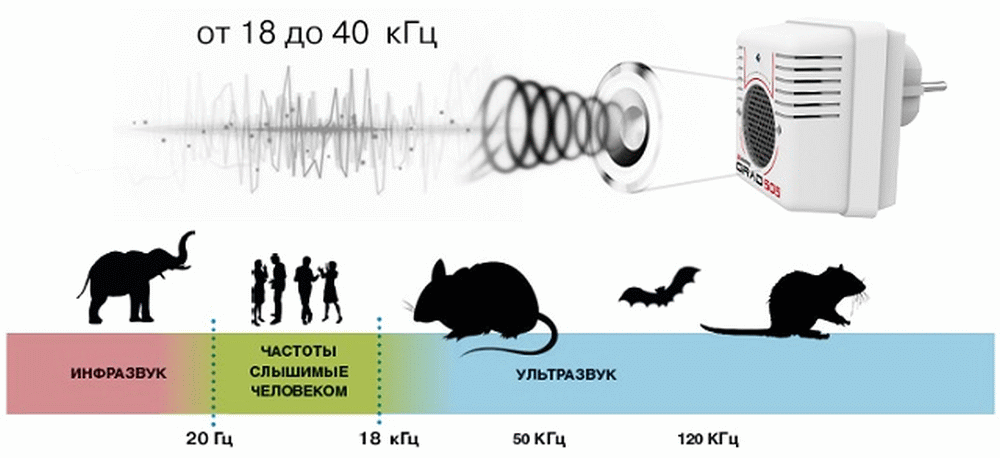 Слух собаки - особенности органа, какие частоты слышит собака, сравнение с человеком - dogtricks.ru