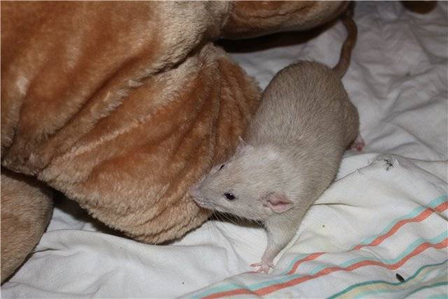 Как понять что крыса беременна? – признаки и уход. сколько длится беременность крысы, как проходят роды, уход за крысятами