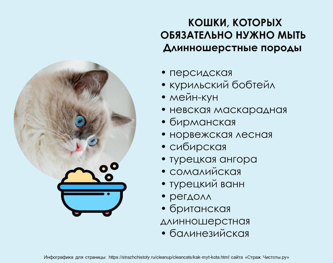 План ухода за кошкой