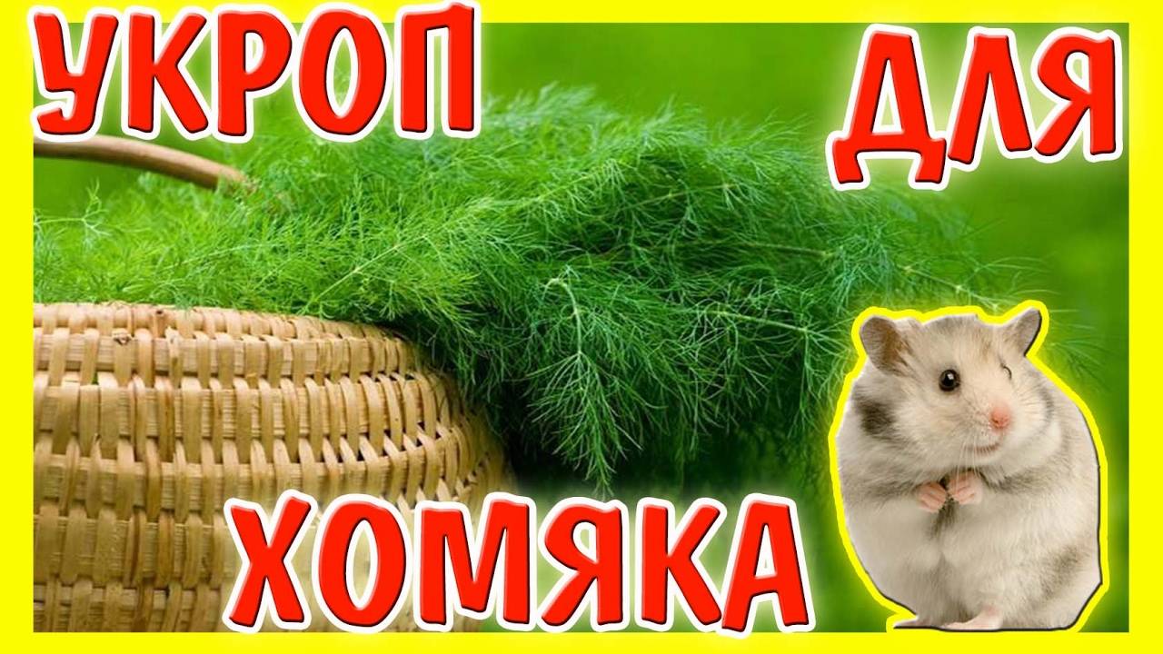 Джунгарские хомяки: питание