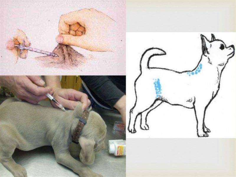 Как сделать прививку собаке самостоятельно