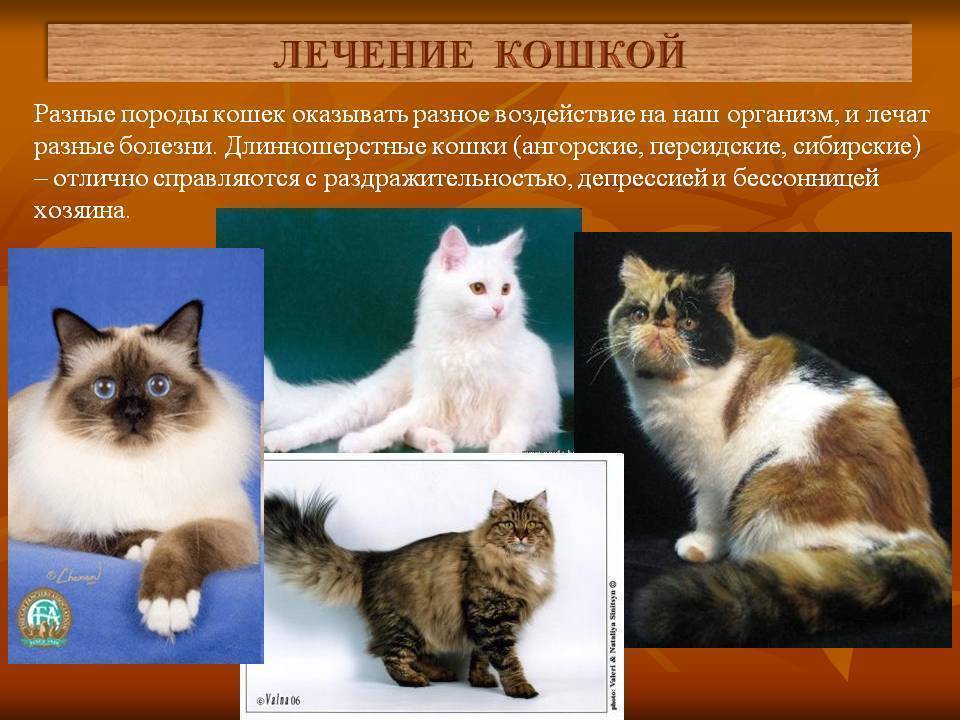 Картинки кошек и породы кошек