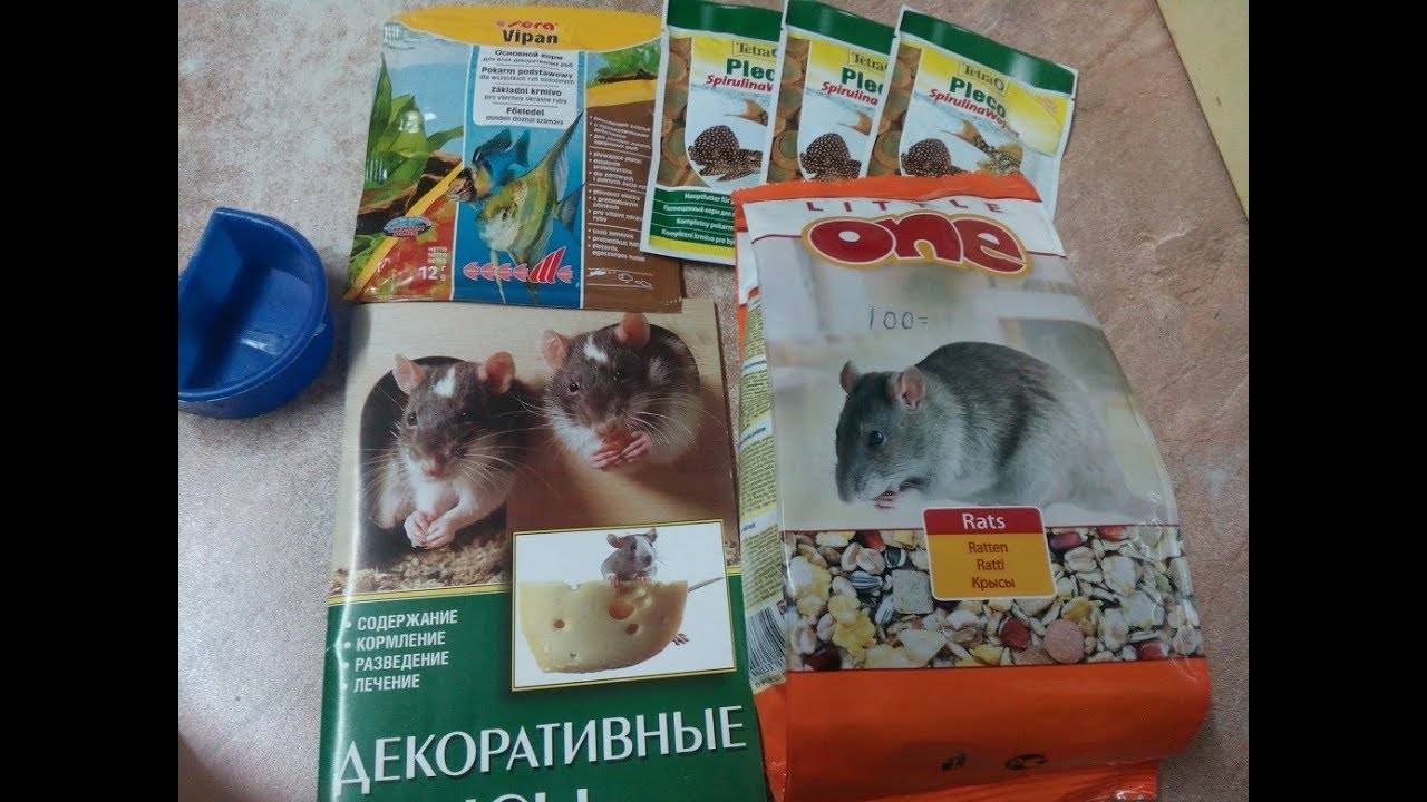 Декоративные крысы уход и содержание