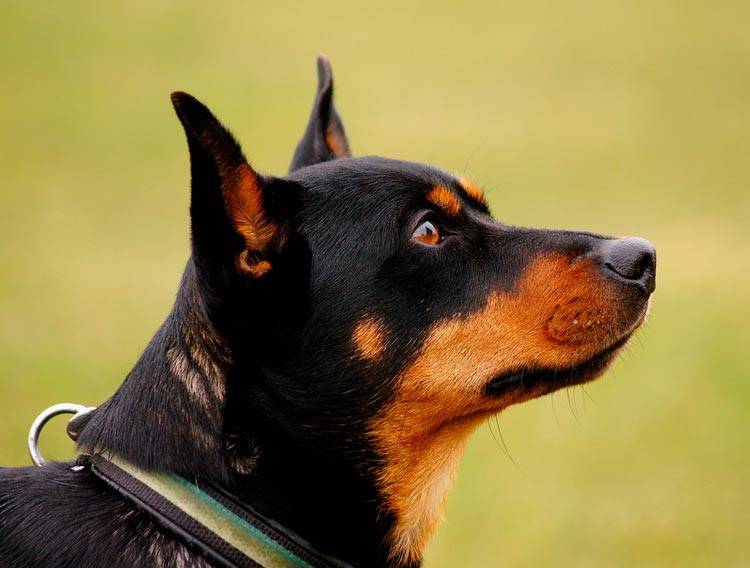 Универсальная пастушья собака ланкаширский хилер: характеристика породы
