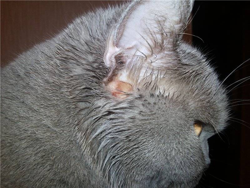 Коричневая грязь в ушах кота: как от нее избавиться? в ушах у кота черный налет: причины и лечение.