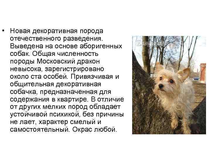 Московская сторожевая: характеристика породы, вес и окрас, отличие от похожих собак