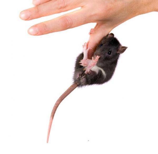 [новое исследование] как отучить домашнюю крысу кусаться и почему она кусается: инструкция