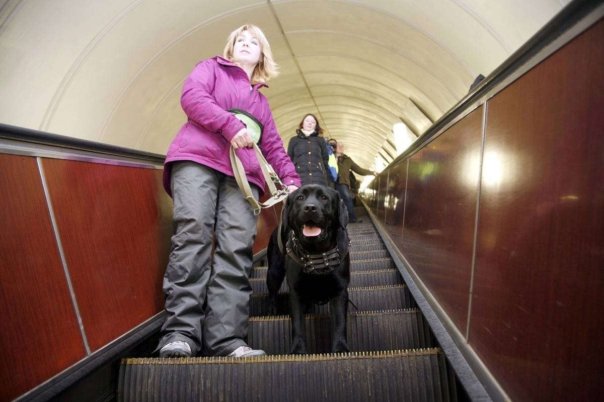 Вднх можно с собакой. Собака в метро. Собаки в Московском метро. Большая собака в сумке в метро. Бездомные собаки в Московском метро.