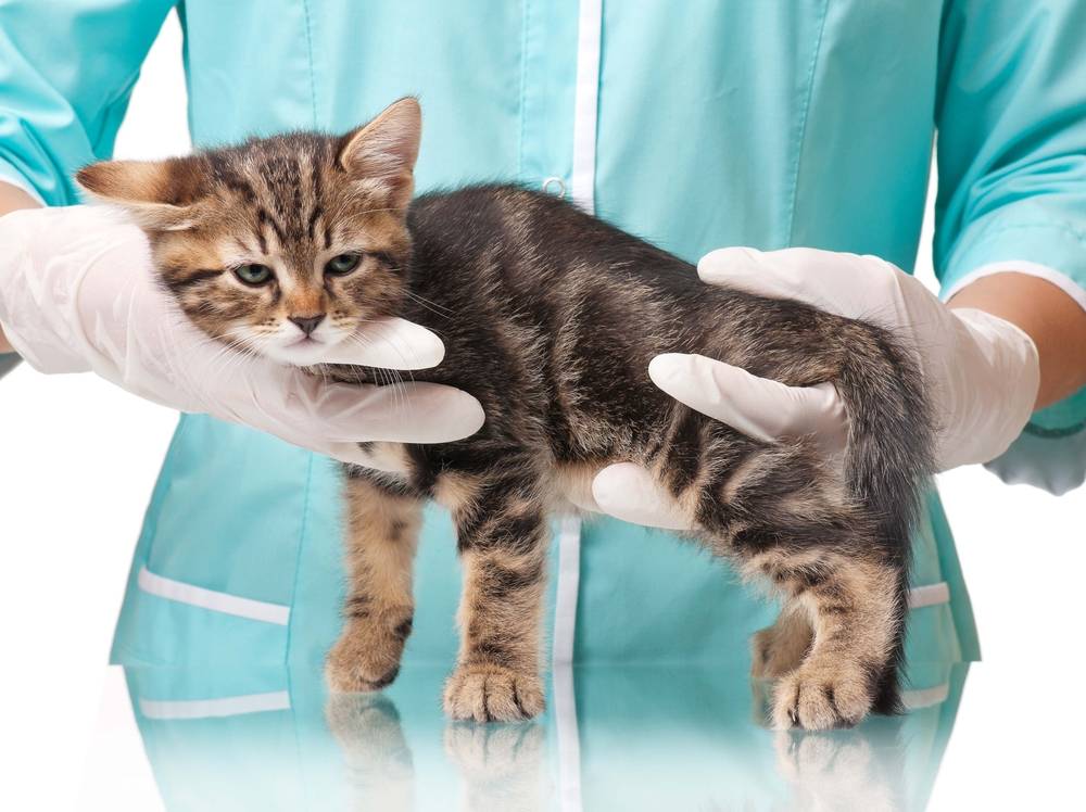 Как лечить кота с простудой - wikihow