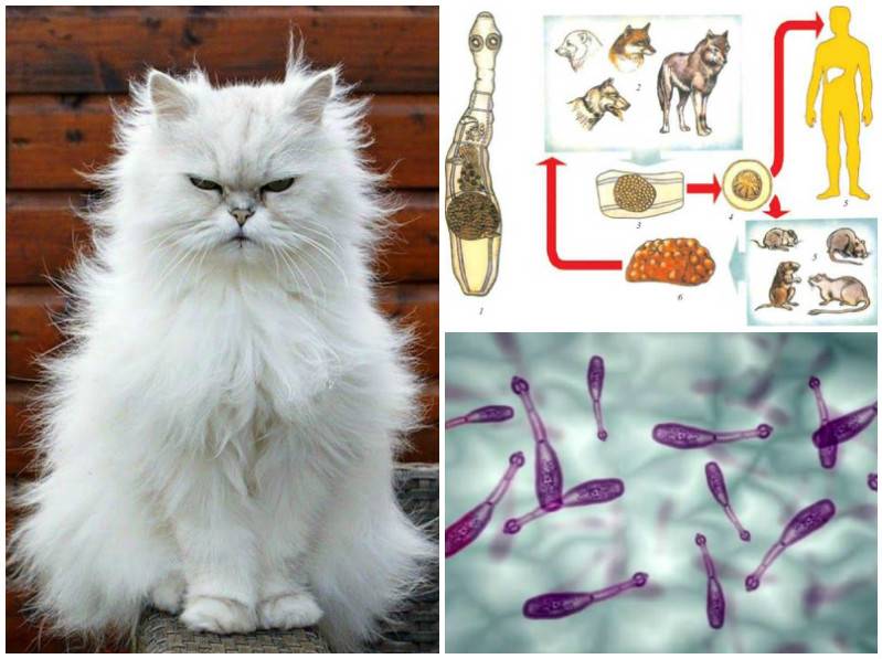 Глисты у кошек: симптомы и лечение профилактика