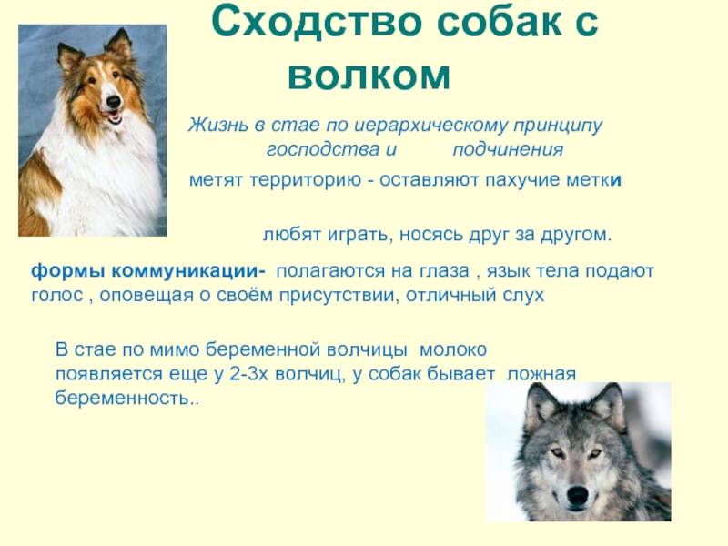 8 различий между собаками и волками