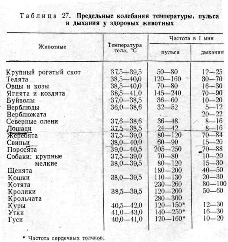 Температура у собаки - норма, как измерить, первая помощь