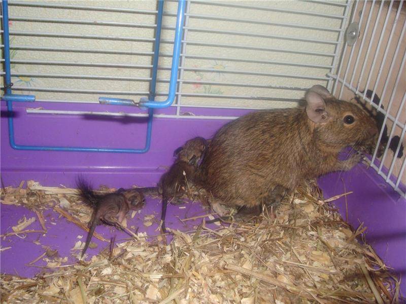 Чем можно кормить дегу если нет корма