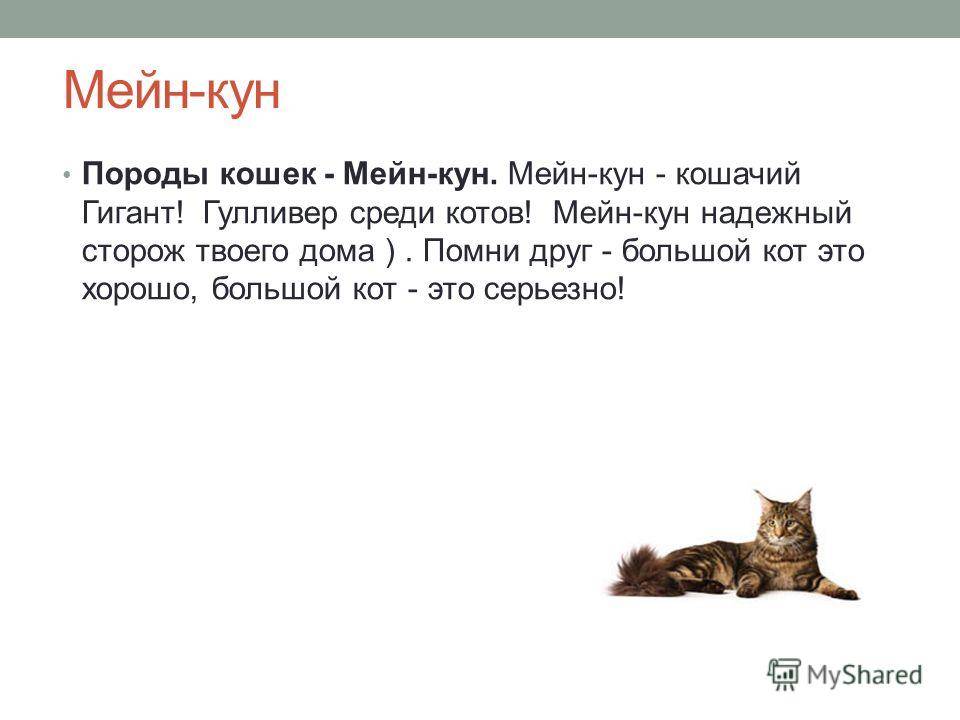 Большие кошки мейн кун - описание и характеристика породы, повадки, содержание и стоимость