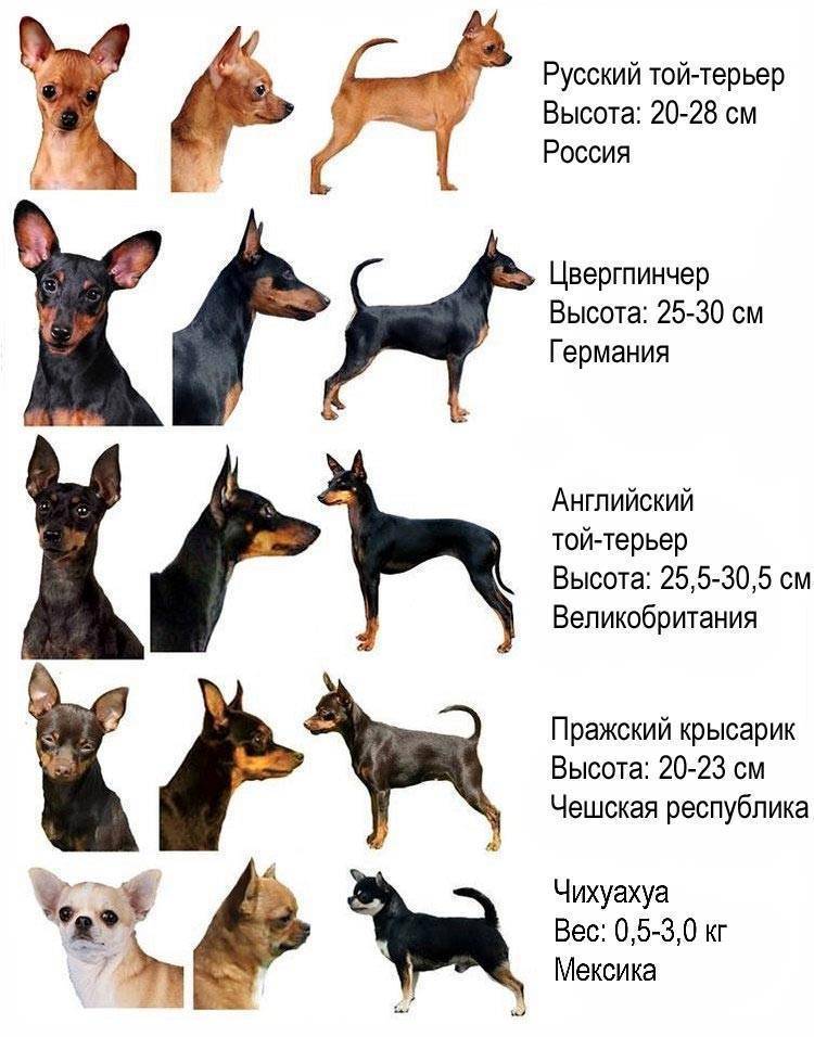 Разновидности породы чихуахуа: фото с названиями и описанием видов