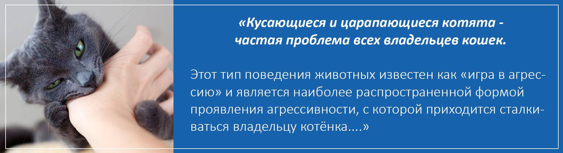 Почему кот не играет. Как отучить кота кусаться и царапаться. Как отучить котенка кусаться. Отучить кота царапаться. Как отучить кота кусать и царапаться?.