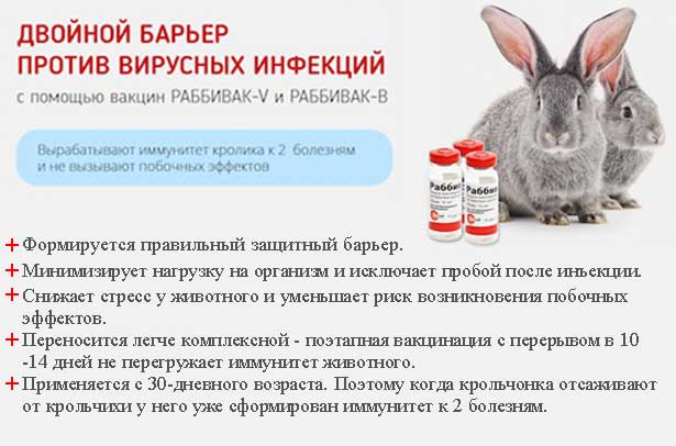 Всё о болезнях кроликов