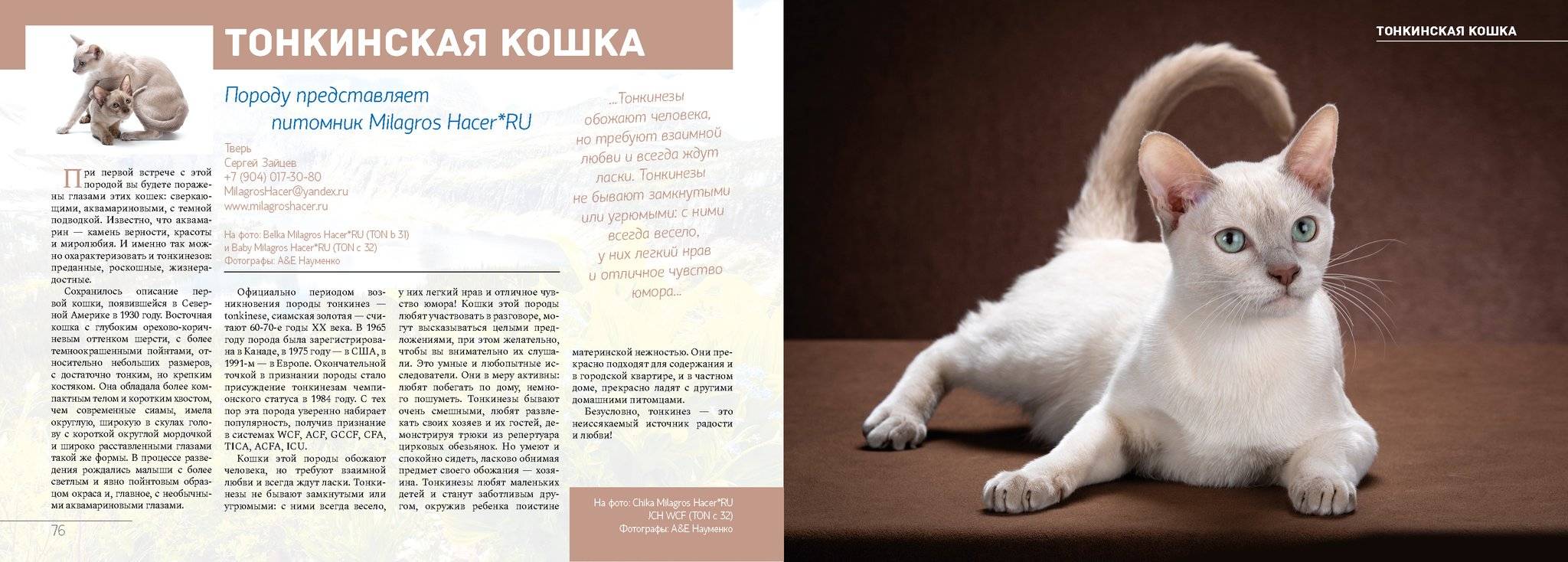Тонкинская кошка (тонкинез): единство противоположностей — domovod.guru