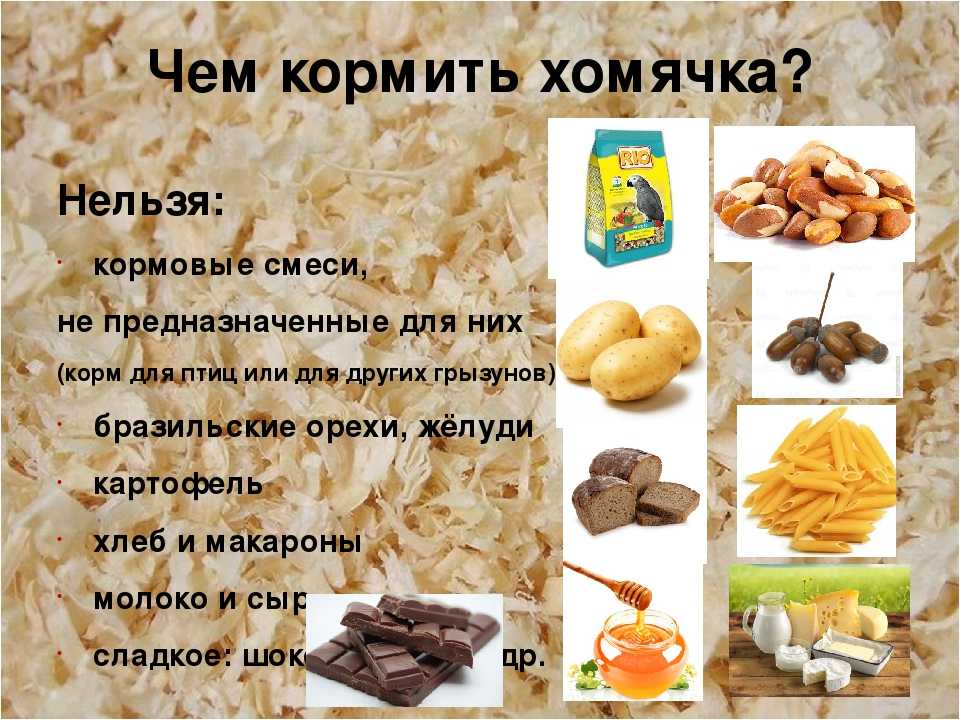 ✅ можно ли давать хомякам свеклу - усадьбанатали.рф