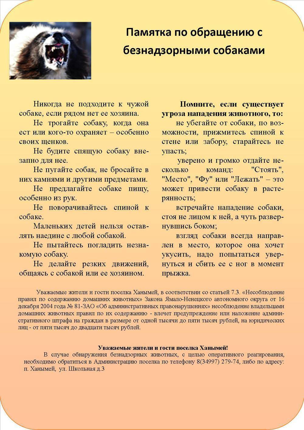Зовете свою собаку, но она не подходит к вам? разбираем причины подобного поведения собаки.