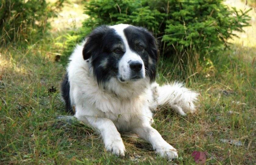 Рабочая сторожевая собака с независимым характером – болгарская каракачанская овчарка