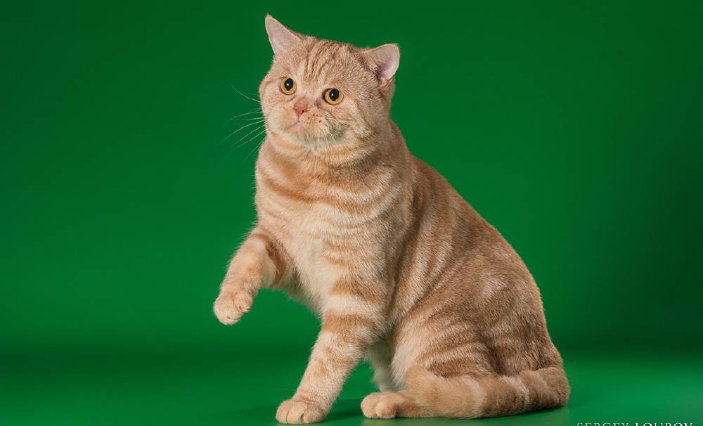 Шотландская прямоухая кошка (скоттиш страйт) – лучшие черты британца и скоттиш-фолда