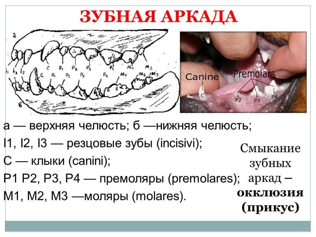 Собачьи зубы схема