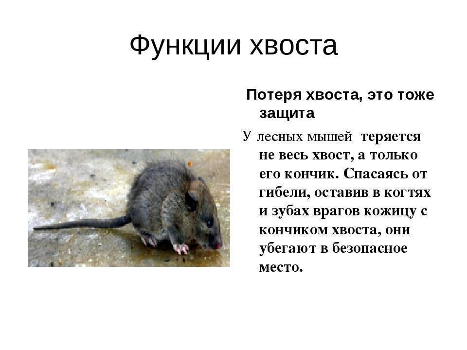 Декоративные мыши - уход и содержание, болезни, фото мышей.