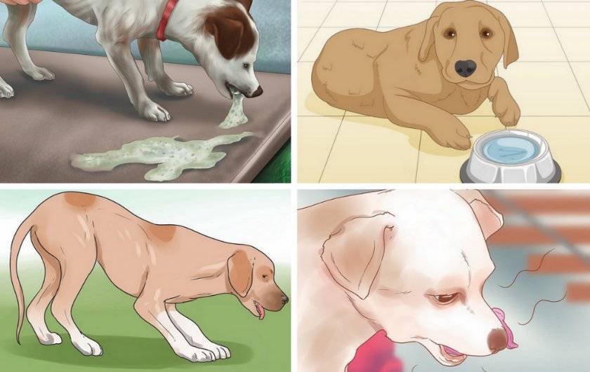 Собаку вырвало пеной с кровью: что делать при рвоте с кровью, причины и лечение у щенка и взрослого питомца, почему блюёт с красной примесью и слизью