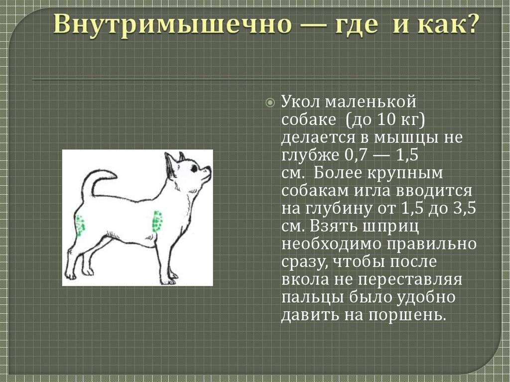 Как делать укол собаке в мышцу схема