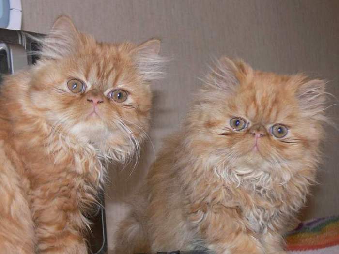Чем кормить персидскую кошку: 5 лучших кормов + натуральное питание