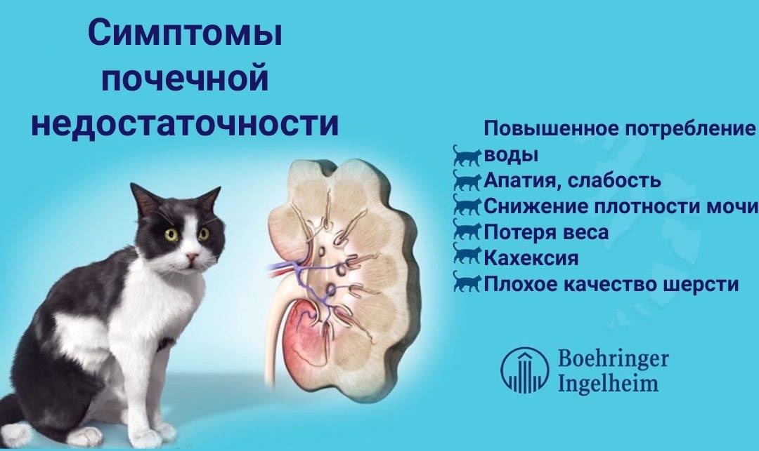 Поликистоз почек у кошек: причины, симптомы, диагностика, лечение, осложнения, профилактика | блог ветклиники "беланта"