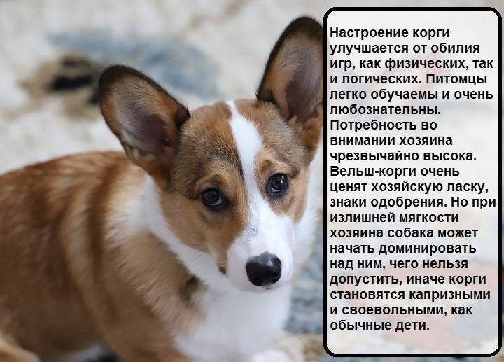 Как ухаживать за щенком корги?